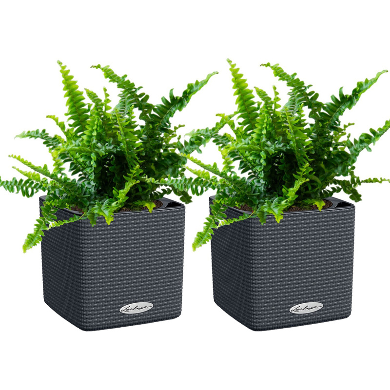 Изображение товара Набор растений Нефролеписов 35 см в сером кашпо Lechuza с автополивом (2 штуки в упаковке)