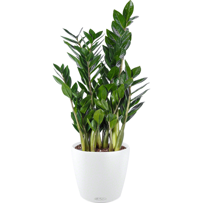 Изображение товара Растение Замиокулькас 60 см в белом кашпо Lechuza D21 см с автополивом