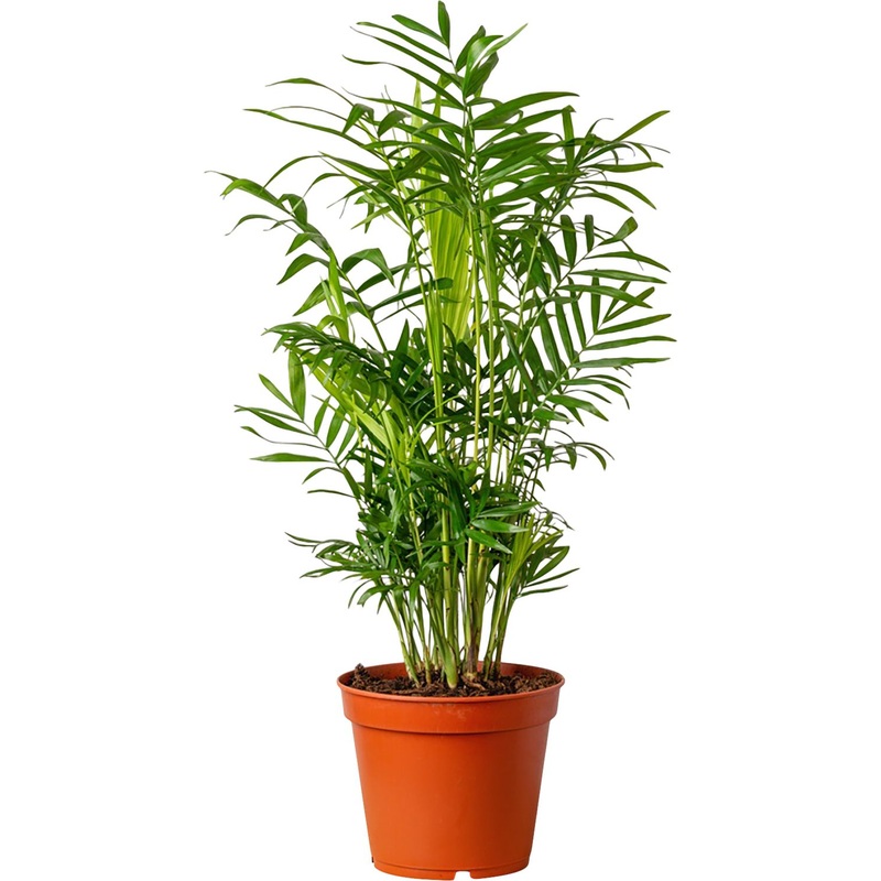 Изображение товара Растение Хамедорея Элеганс 55 см в технологическом горшке D17 см