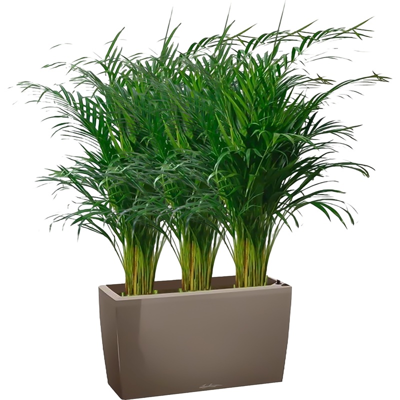 Изображение товара Растение Хризалидокарпус 120 см в серо-коричневом кашпо Lichuza с автополивом