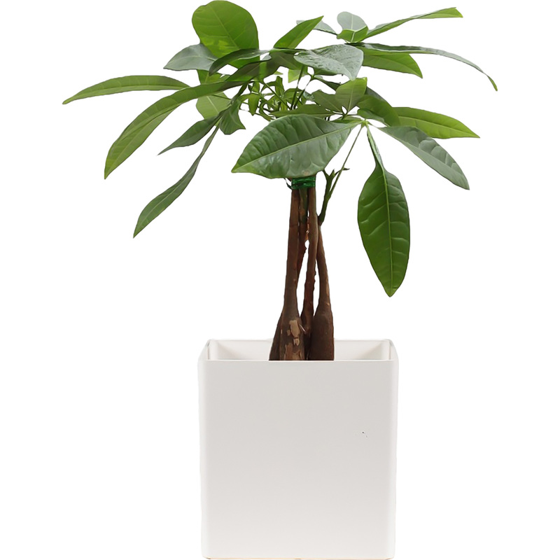 Изображение товара Растение Пахира Акватика Дерево Счастья 40 см в белом кашпо