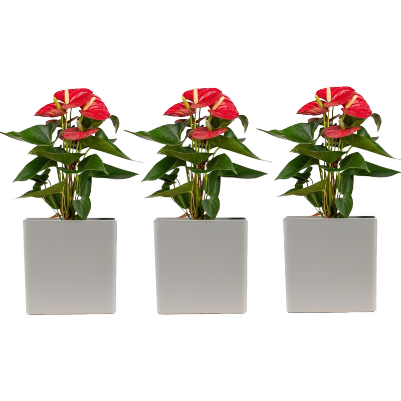 Изображение товара Набор растений Антуриум Андреанум микс 3 шт. в упаковке, высота 40 см