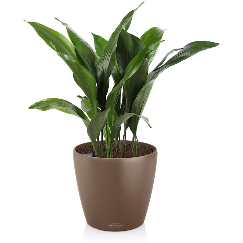 Изображение товара Растение Аспидистра 55 см в кашпо Lechuza с автополивом