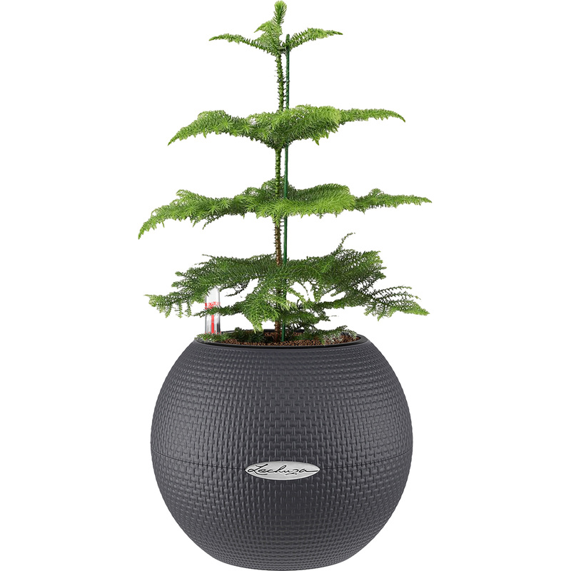 Изображение товара Комнатное растение Араукария в автополивном кашпо Lechuza 30 см