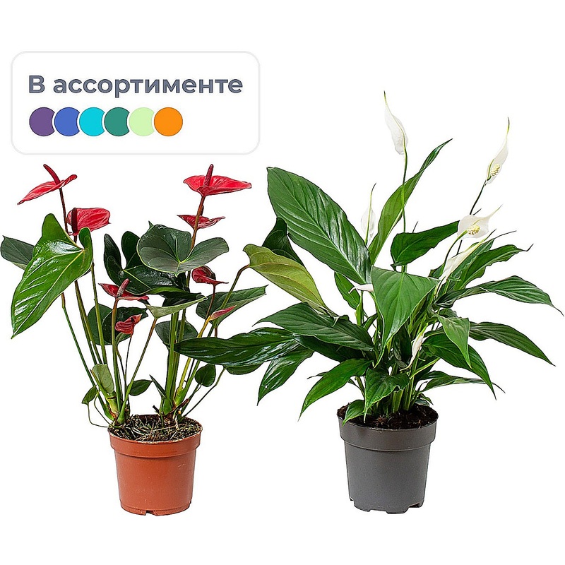 Изображение товара Набор растений Антуриум Андрианум и Спатифиллум Свит Бенито в горшках 2 шт