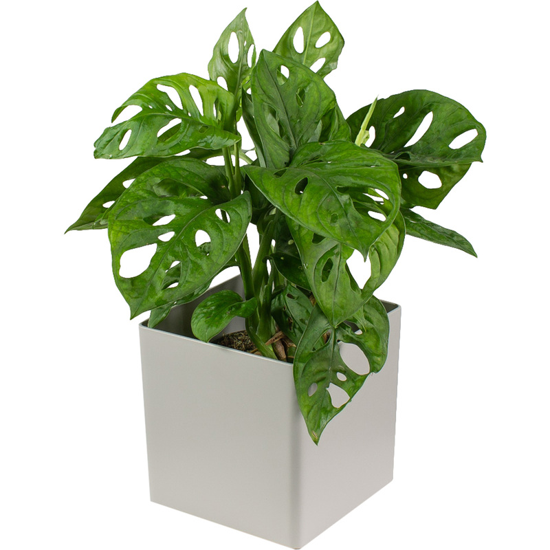 Изображение товара Растение Монстера Обликва Манки Маск 30 см в кашпо