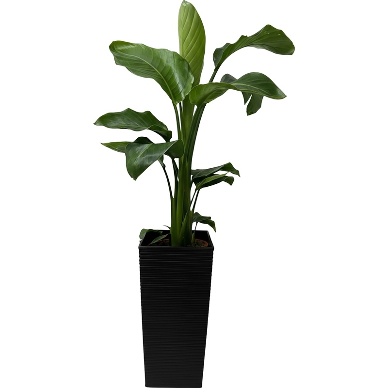 Изображение товара Стрелиция Николай 80 см в кашпо РС209 17 фм декоративно лиственное растение