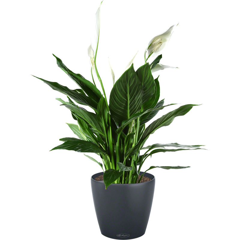 Изображение товара Растение Спатифиллум 65 см в сером кашпо Lechuza D21 см с автополивом