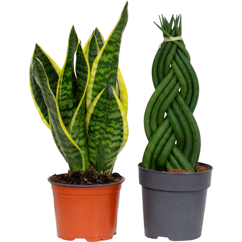 Изображение товара Набор растений Сансевиерия Футура Суперба и Цилиндрика Косичка