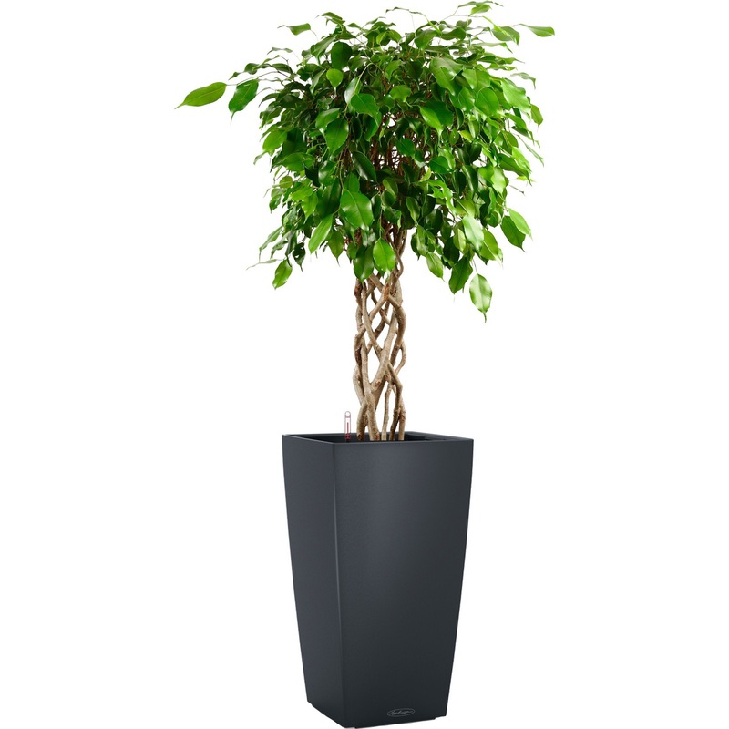 Изображение товара Фикус Экзотика цилиндр 140 см в сером кашпо Lechuza с автополивом
