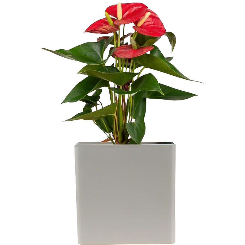 Изображение товара Антуриум Андреанум микс в кашпо 40 см декоративное комнатное растение