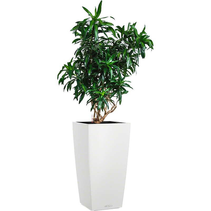 Изображение товара Драцена Песнь Ямайке 120 см в белом кашпо Lichuza с автополивом
