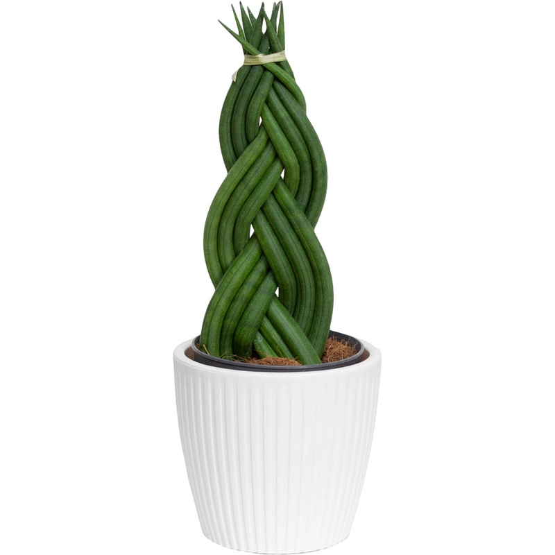 Изображение товара Растение Сансевиерия Цилиндрика Коса 30 см в кашпо D14 см