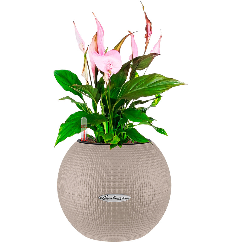 Изображение товара Растение Спатифиллум розовый 40 см в кашпо с автополивом Lechuza D20
