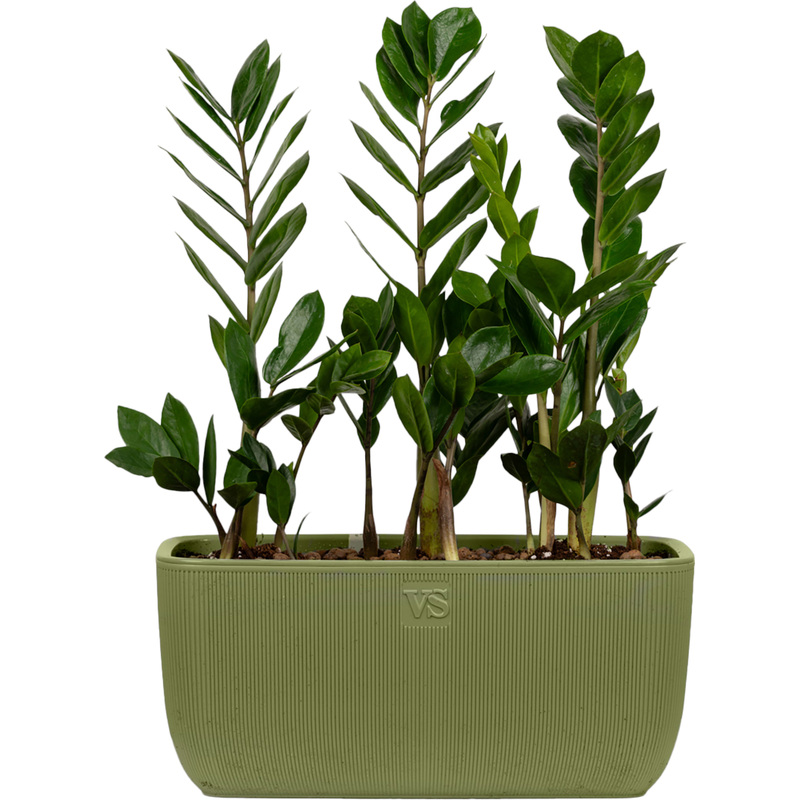 Изображение товара Замиокулькас 30 см в кашпо 3 штуки оформление интерьера