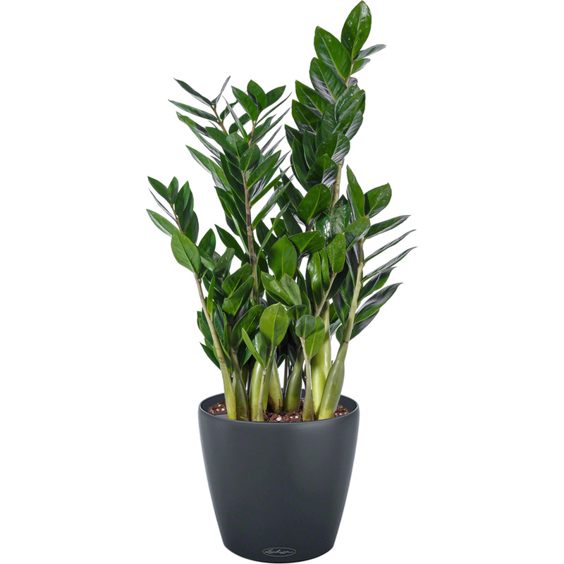 Изображение товара Замиокулькас в сером кашпо с автополивом 60 см Россия