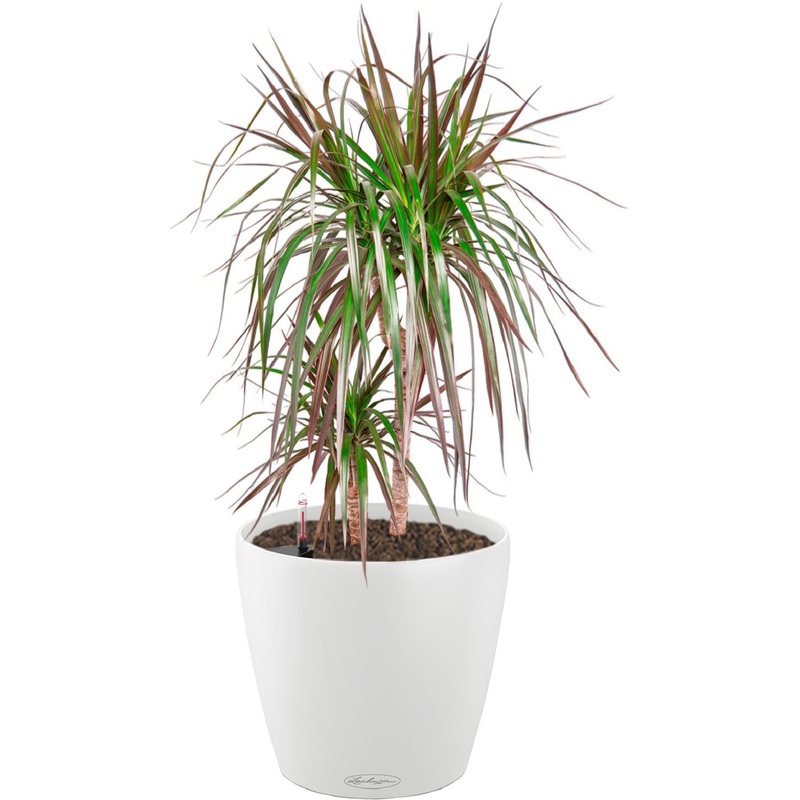 Изображение товара Драцена Маргината 75 см в кашпо с автополивом Lechuza D21 см