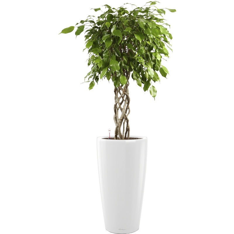 Изображение товара Декоративное растение фикус Экзотика цилиндр 140 см в белом кашпо Lechuza с автополивом