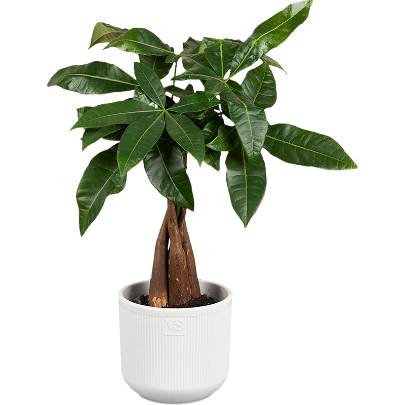 Изображение товара Пахира Акватика Дерево Счастья 40 см в кашпо D14.5 см Нидерланды