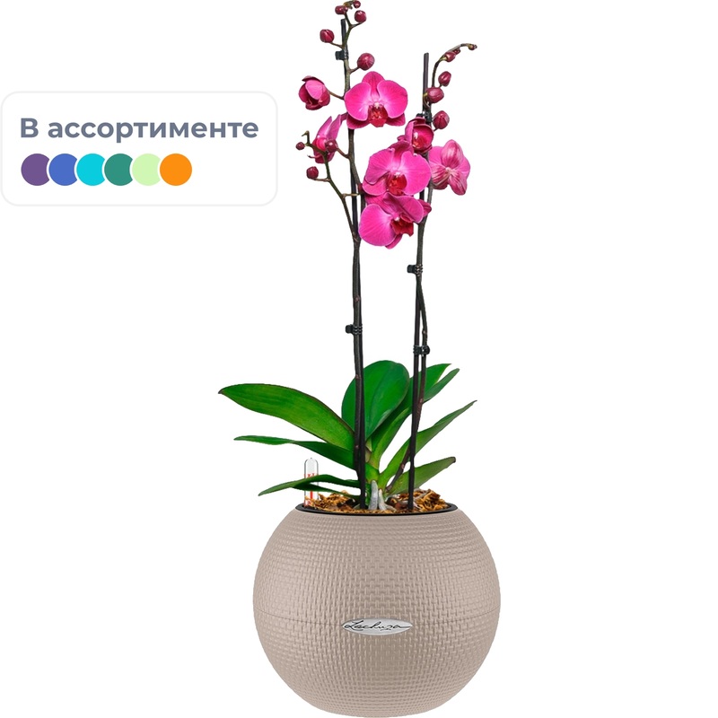 Изображение товара Растение Орхидея Фаленопсис 60 см в кашпо Lechuza с автополивом