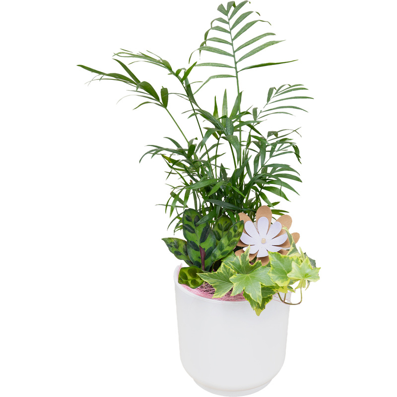 Изображение товара Композиция из растений Калатея/Хамедорея/Хедера в белом кашпо (Smarts-19)