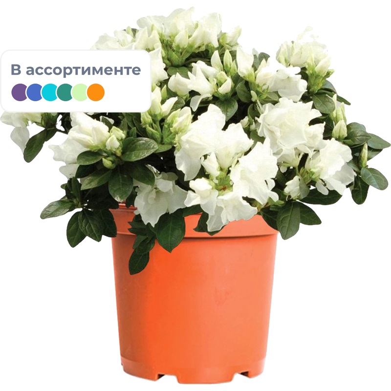 Изображение товара Растение Азалия индика 25 см в технологическом горшке D12 см