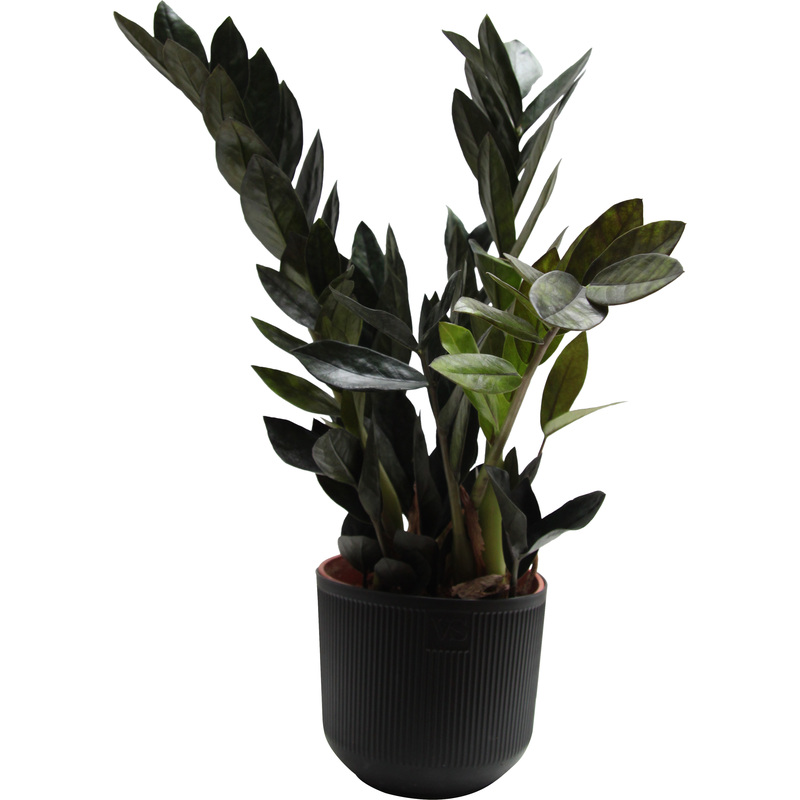Изображение товара Замиокулькас Чёрный Ворон 35 см в кашпо D14.5 см