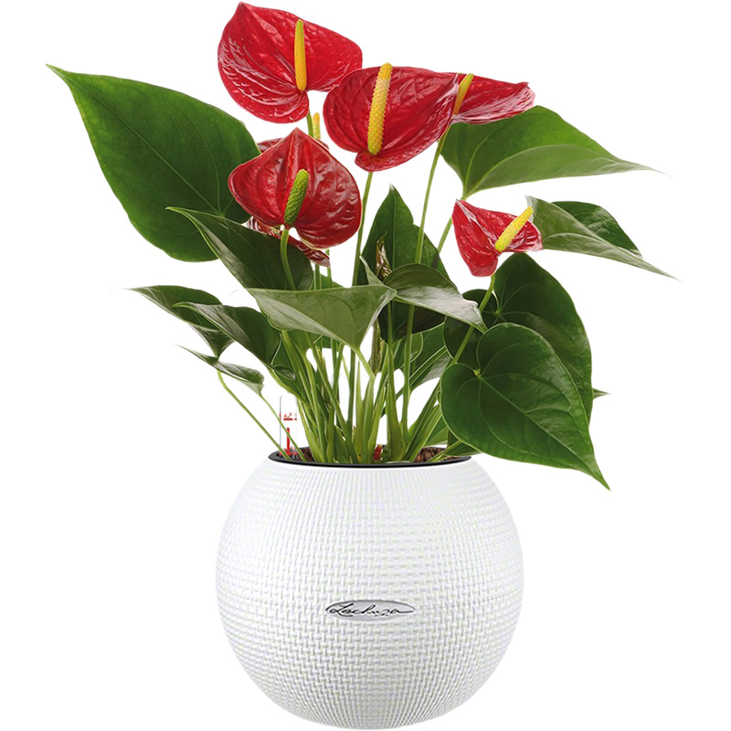 Изображение товара Растение Антуриум 40 см в белом кашпо Lechuza с автополивом