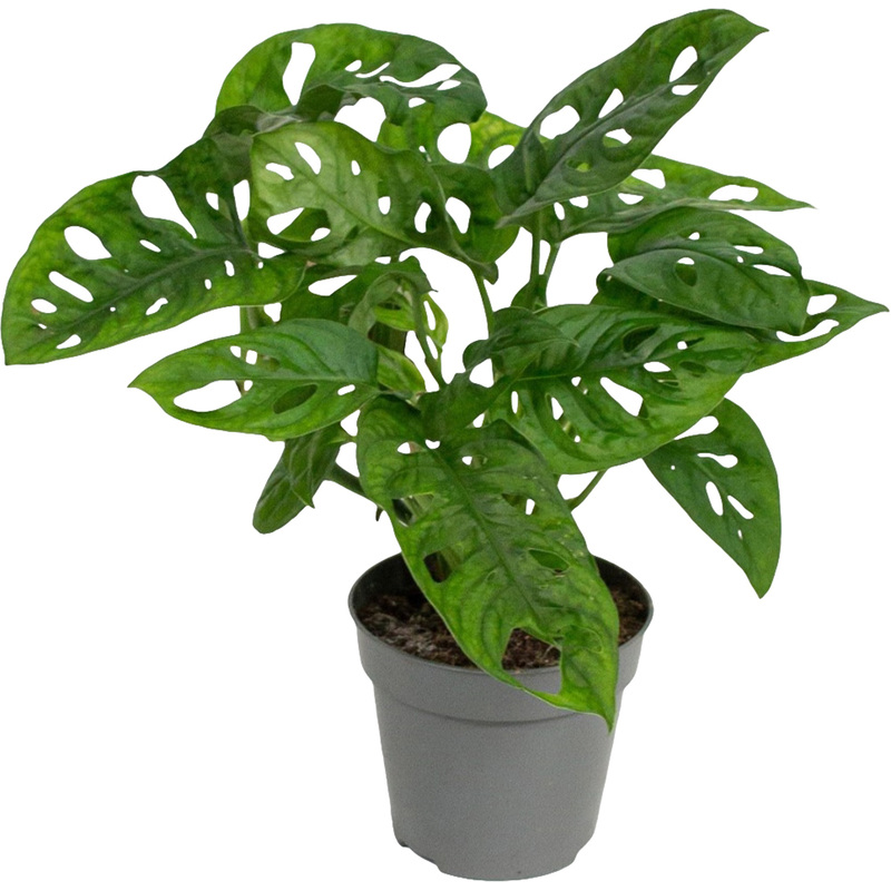 Изображение товара Монстера Обликва Манки Маск 25 см в технологическом горшке D12 см