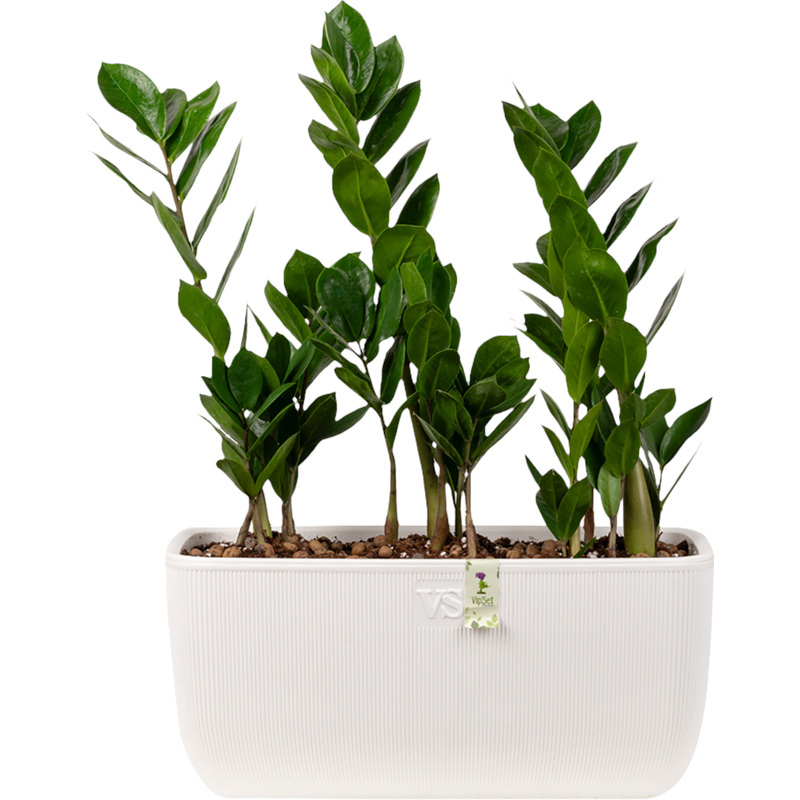 Изображение товара Замиокулькас 30 см в кашпо - 3 штуки Smarts-20