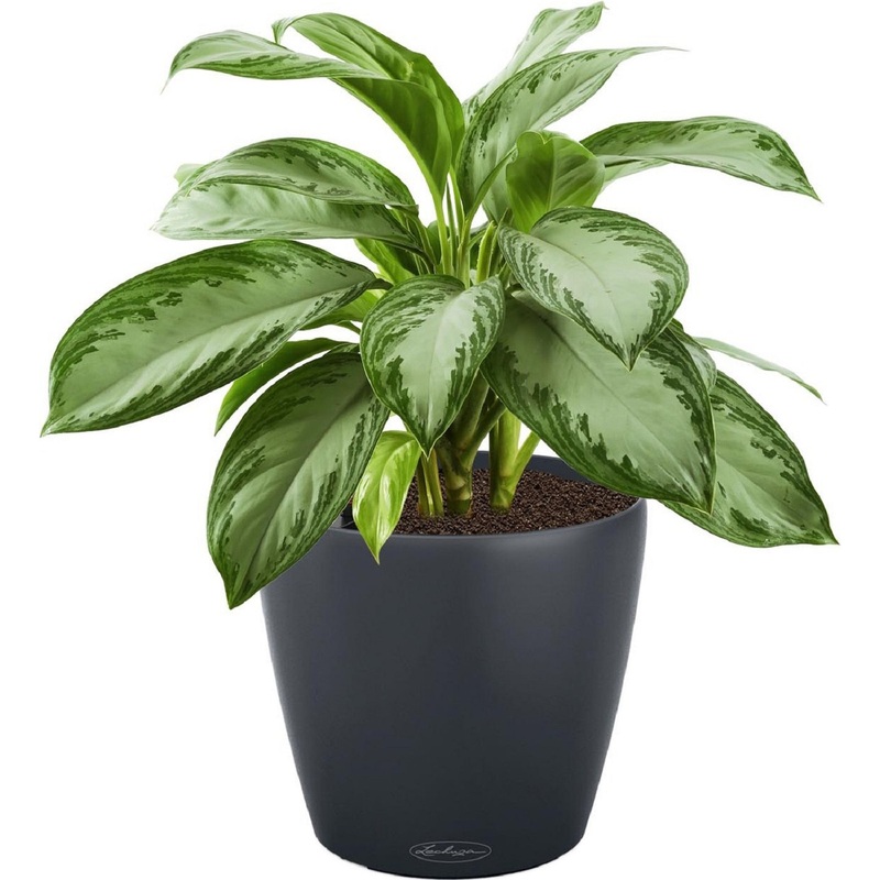 Изображение товара Растение Аглаонема Сильвер Бей 55 см в кашпо Lechuza с автополивом