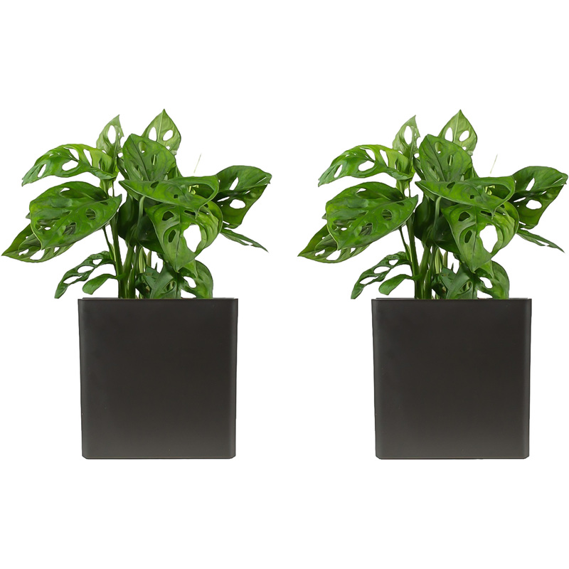 Изображение товара Набор растений Монстера Обликва Манки Маск (2 штуки в упаковке, РС113ОА-2)