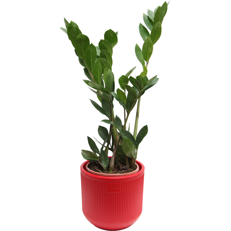 Изображение товара Растение Замиокулькас 30 см в кашпо D14.5 см декоративное комнатное растение