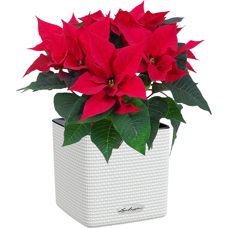 Изображение товара Пуансеттия 40см в белом кашпо Lechuza с автополивом декоративное растение