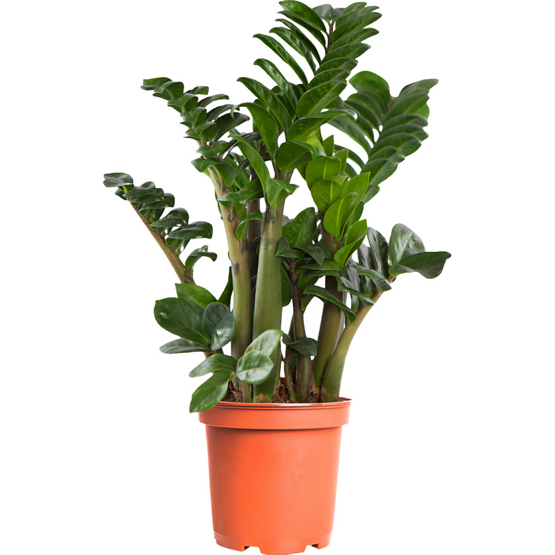 Изображение товара Замиокулькас Зензи 50 см в технологическом горшке D14 см