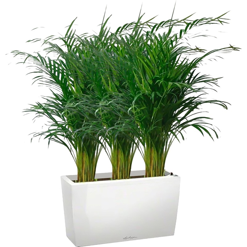 Изображение товара Декоративное растение Хризалидокарпус 120 см в кашпо с автополивом от Lichuza