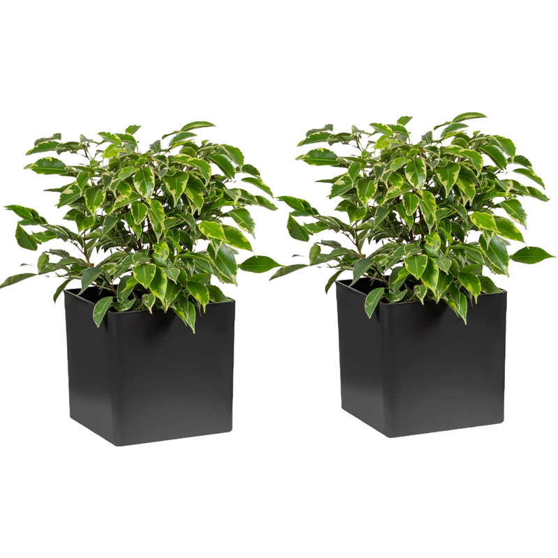 Изображение товара Набор растений Фикус Бенджамина Кинки (2 штуки в упаковке, РС0120ОА-2)