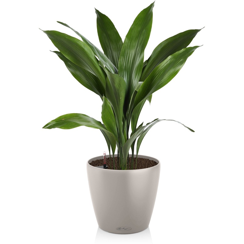 Изображение товара Аспидистра 70 см в кашпо Lechuza с автополивом, декоративное растение