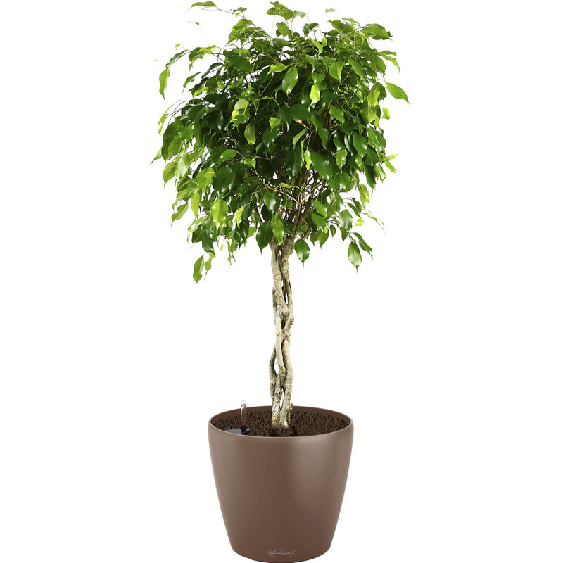 Изображение товара Фикус Экзотика переплетённый в кашпо Lechuza 110 см с автополивом