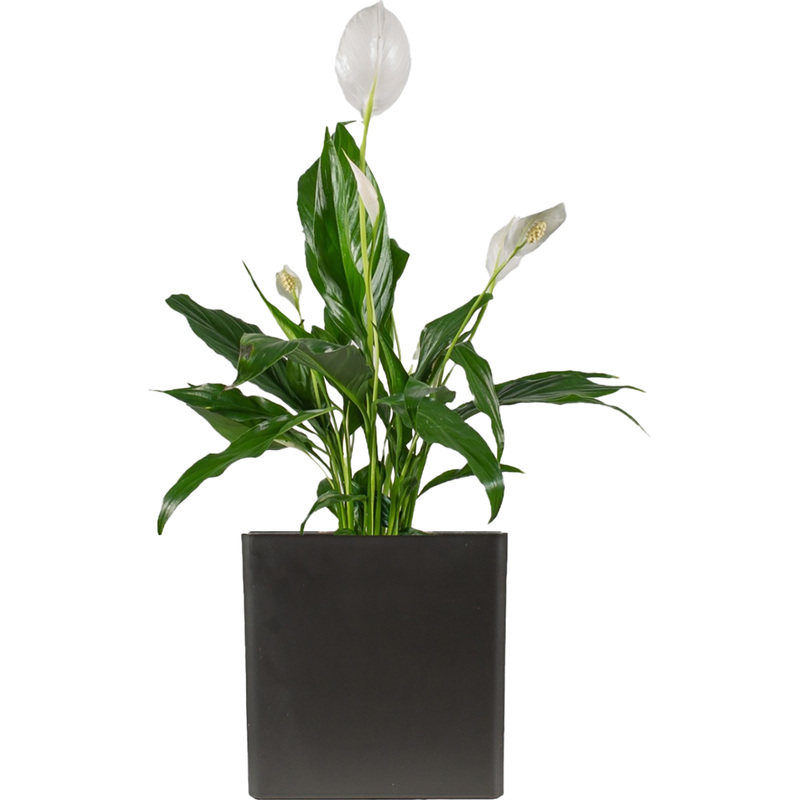 Изображение товара Растение Спатифиллум Свит Бенито 50 см в антрацитовом кашпо