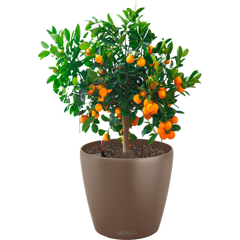 Изображение товара Растение Цитрус Каламондин 60 см в мускатном кашпо Lechuza с автополивом