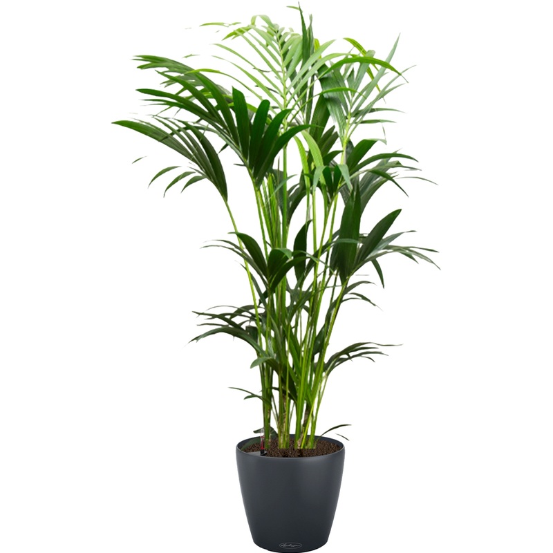 Изображение товара Растение Ховея 150 см в сером кашпо Lichuza D35 см с автополивом