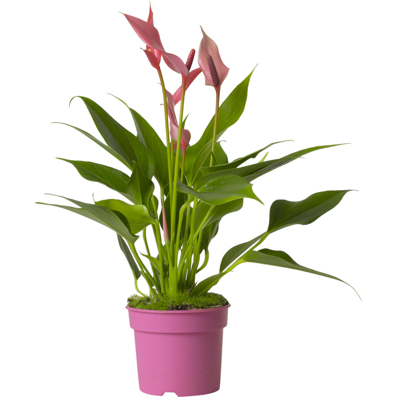 Изображение товара Антуриум Лили 25 см в технологическом горшке D9 см