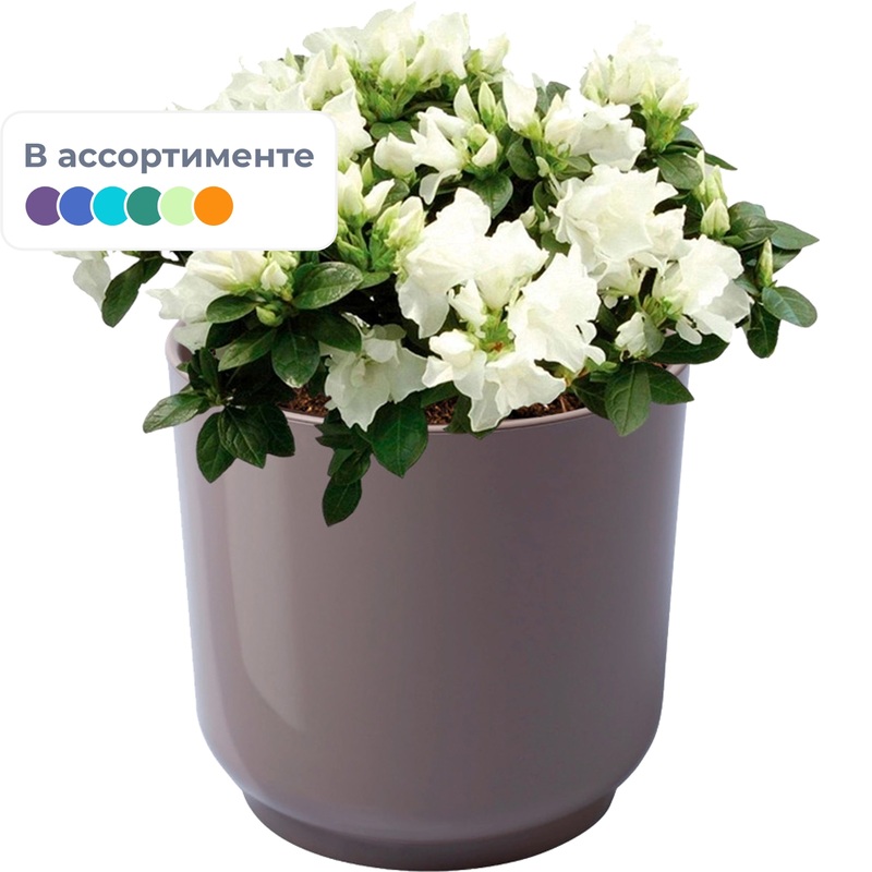 Изображение товара Азалия индика 25 см в кашпо D13 см - декоративное комнатное растение