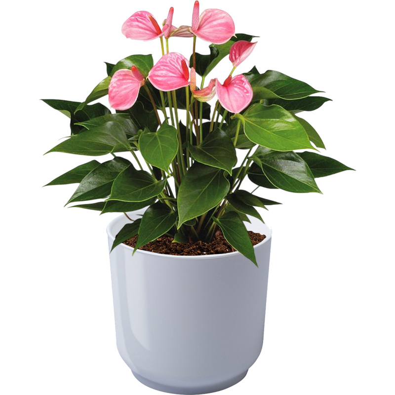 Изображение товара Растение Антуриум Андрианум розовый 40 см в белом кашпо D13 см