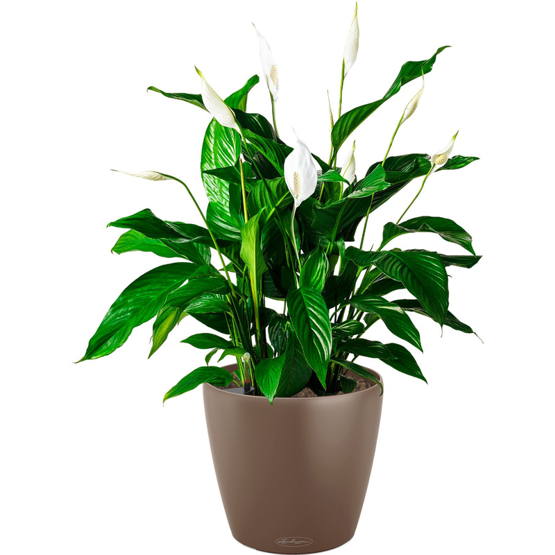 Изображение товара Декоративное растение Спатифиллум в кашпо с автополивом высотой 65см