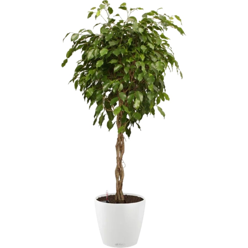 Изображение товара Растение Фикус Экзотика переплетённый 150 см в белом кашпо Lichuza D43 см с автополивом