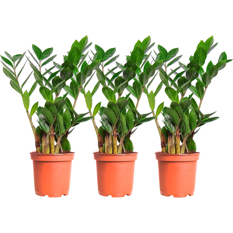 Изображение товара Набор растений Замиокулькас 3 в Technogreen оформление дома и офиса