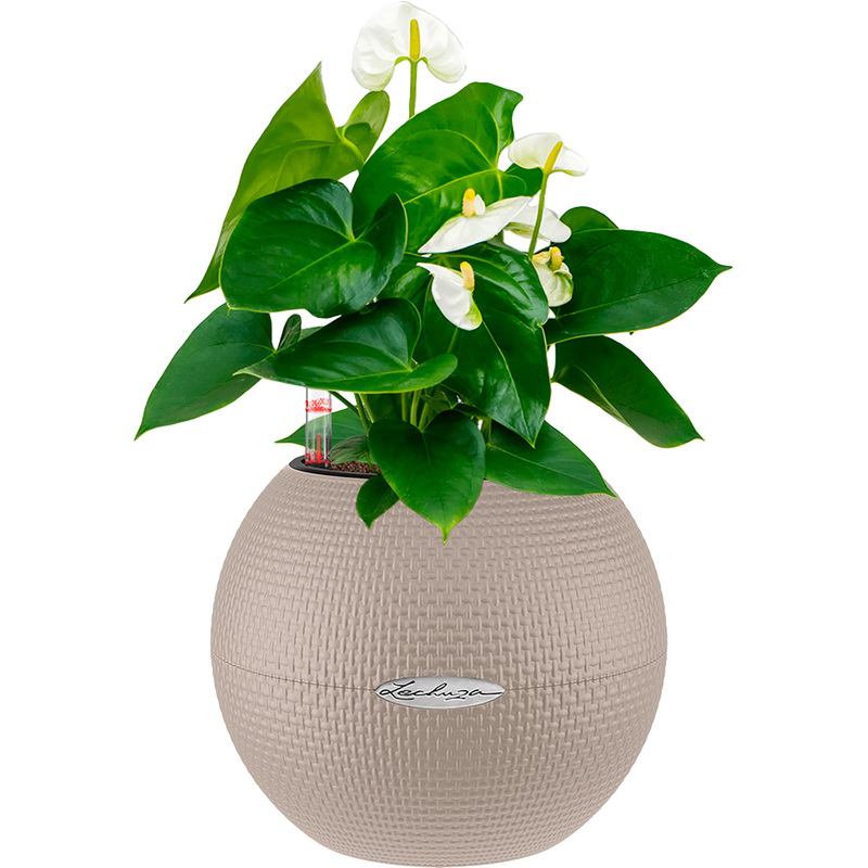 Изображение товара Растение Антуриум Андрианум белый 40 см в песочно-коричневом кашпо Lechuza D20 см с автополивом