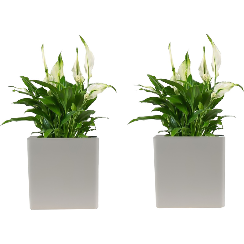 Изображение товара Набор растений Спатифиллум Шопен (2 штуки в упаковке, РС119ОС-2)